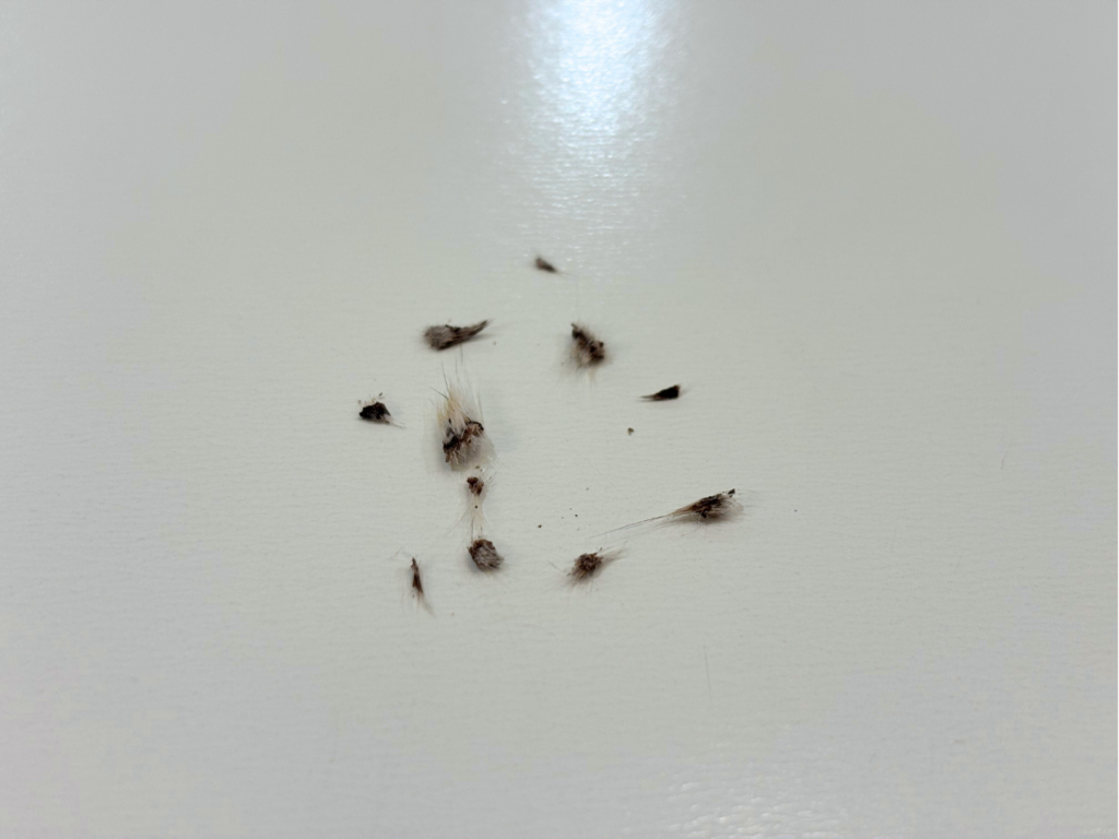 目ヤニ