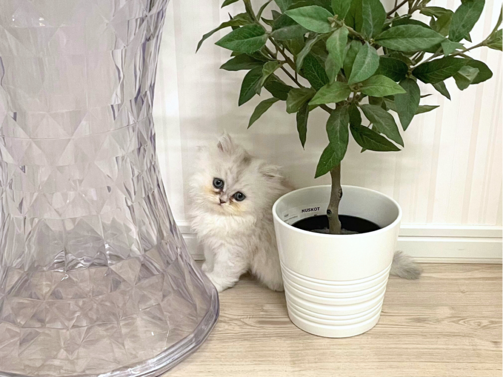 ペルシャ猫生後2ヶ月頃