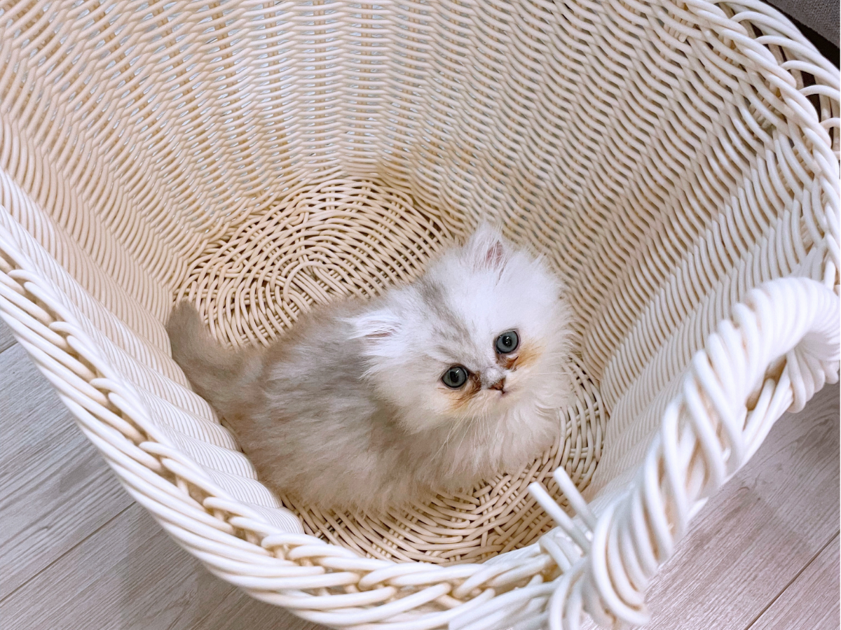 ペルシャ猫生後1ヶ月半頃