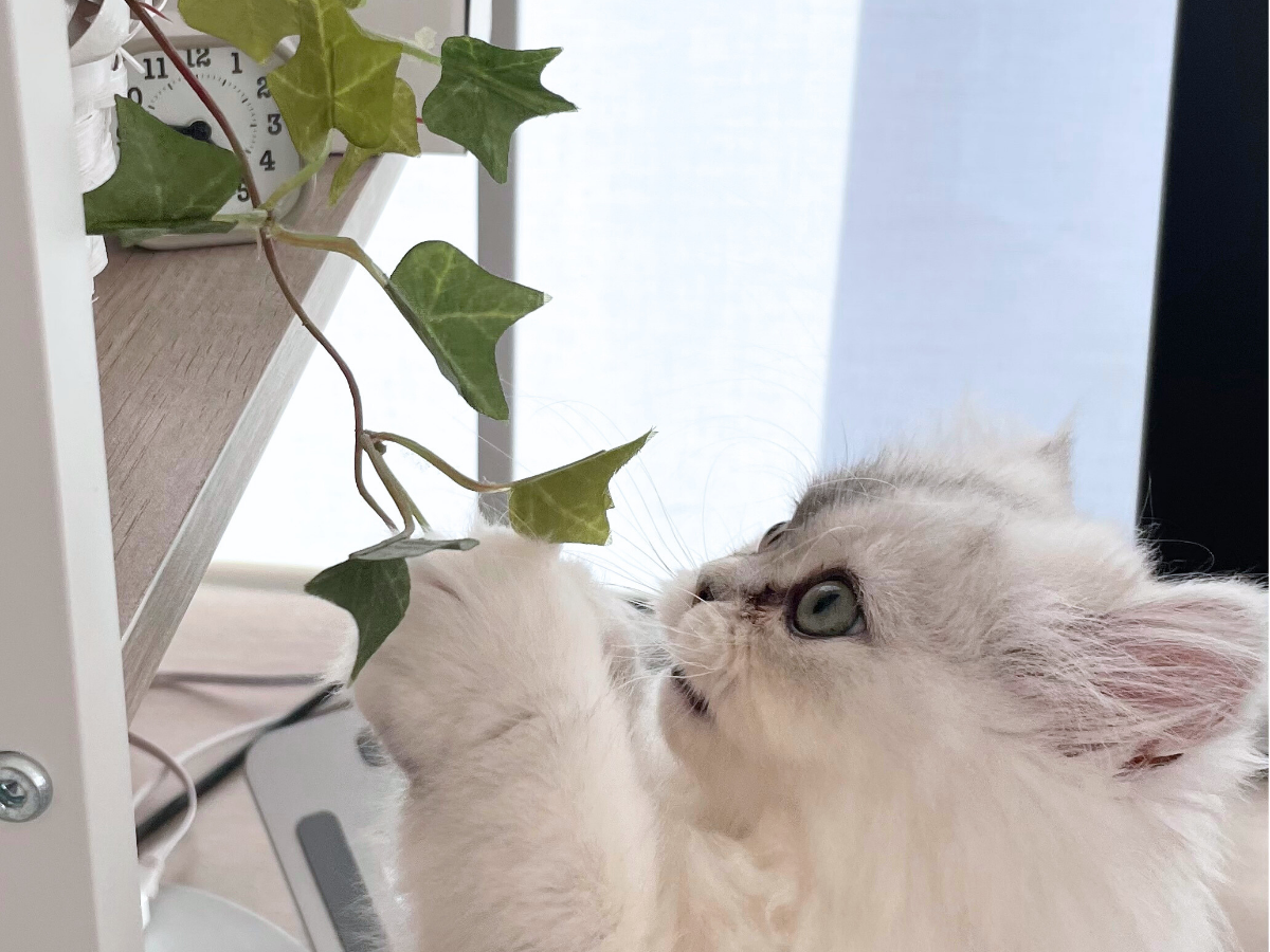 観葉植物が気になる猫（生後3ヶ月頃）