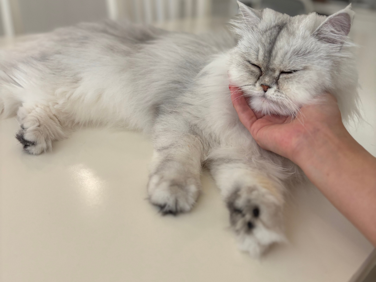 ペルシャ猫1歳8ヶ月頃