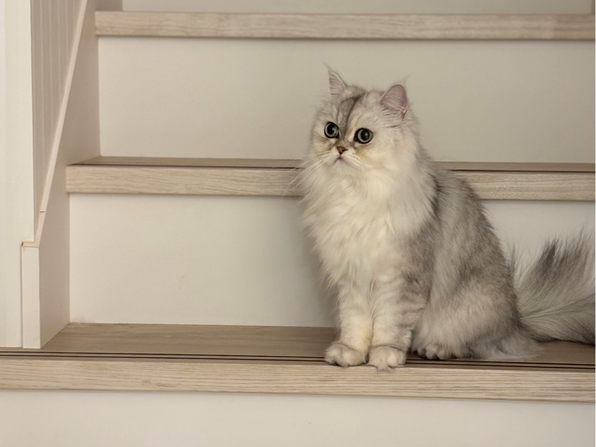 ペルシャ猫1歳３ヶ月頃