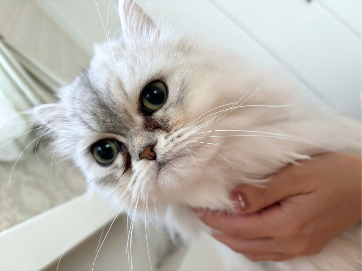 ペルシャ猫生後6ヶ月頃
