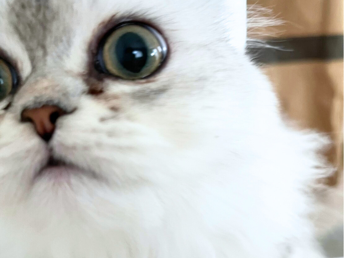 ペルシャ猫生後４ヶ月頃