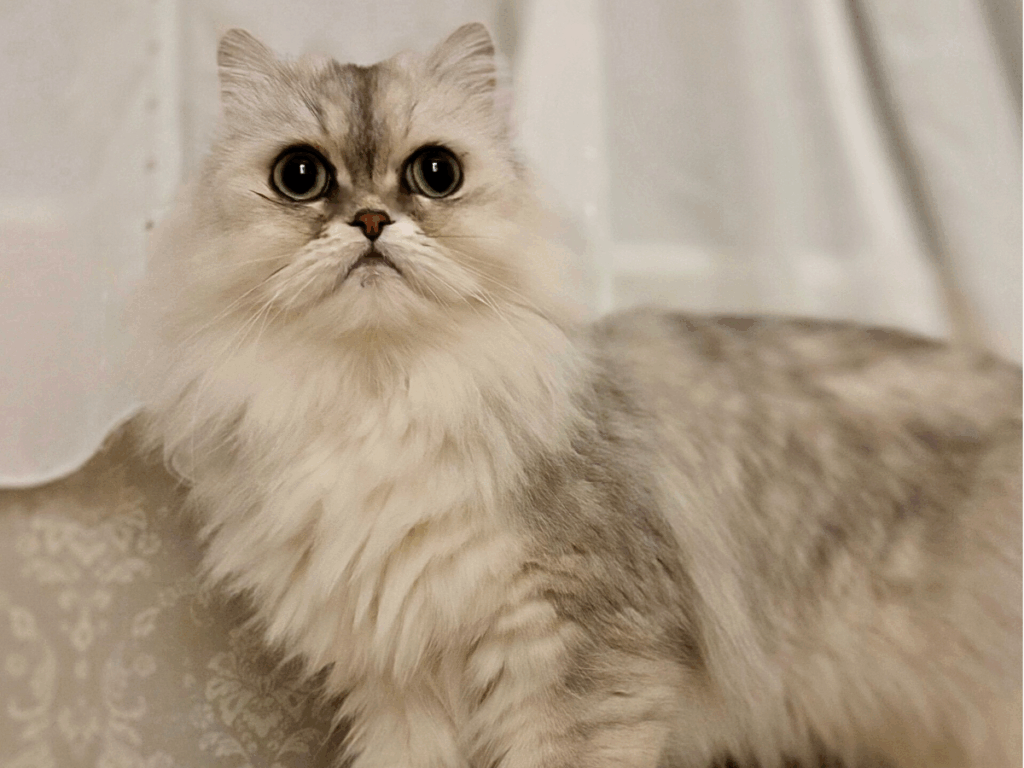 ペルシャ猫1歳6ヶ月頃