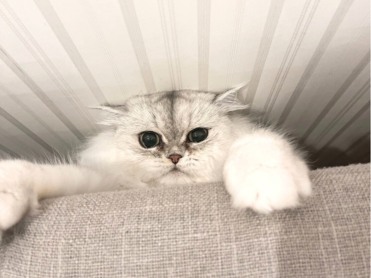 ペルシャ猫1歳11ヶ月頃