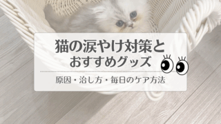 猫の涙やけ対策】原因・治し方・うちのペルシャ猫の毎日のケア方法
