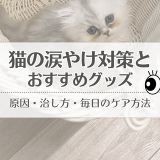 猫の涙やけ対策】原因・治し方・うちのペルシャ猫の毎日のケア方法
