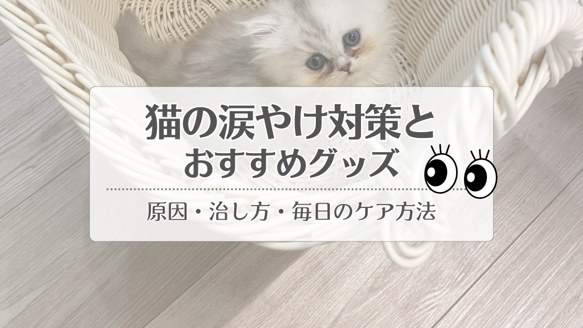 【猫の涙やけ対策】原因・治し方・うちのペルシャ猫の毎日のケア方法｜おすすめケアグッズも紹介